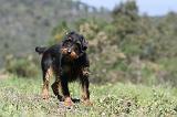 JAGDTERRIER ALLEMAND 022